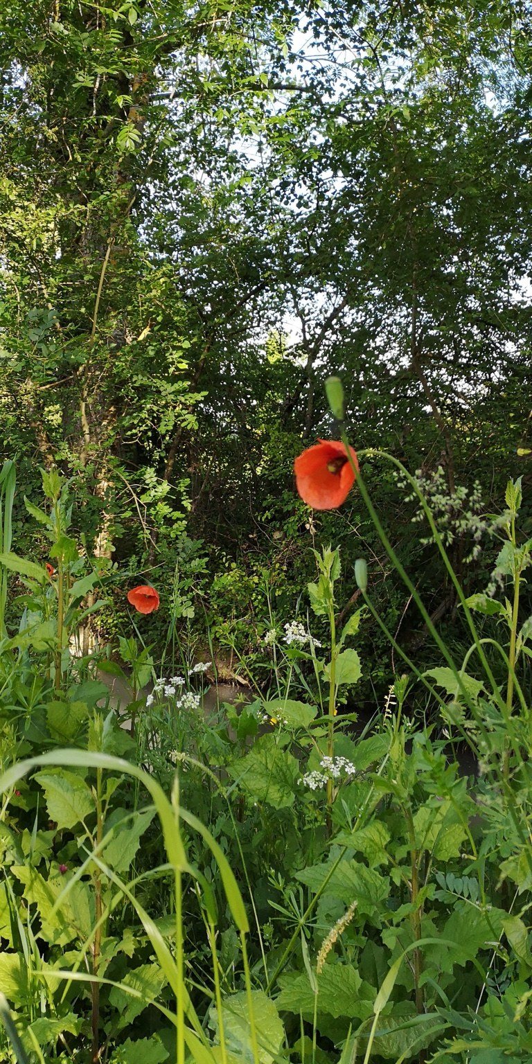 Red poppies growing in southwest France