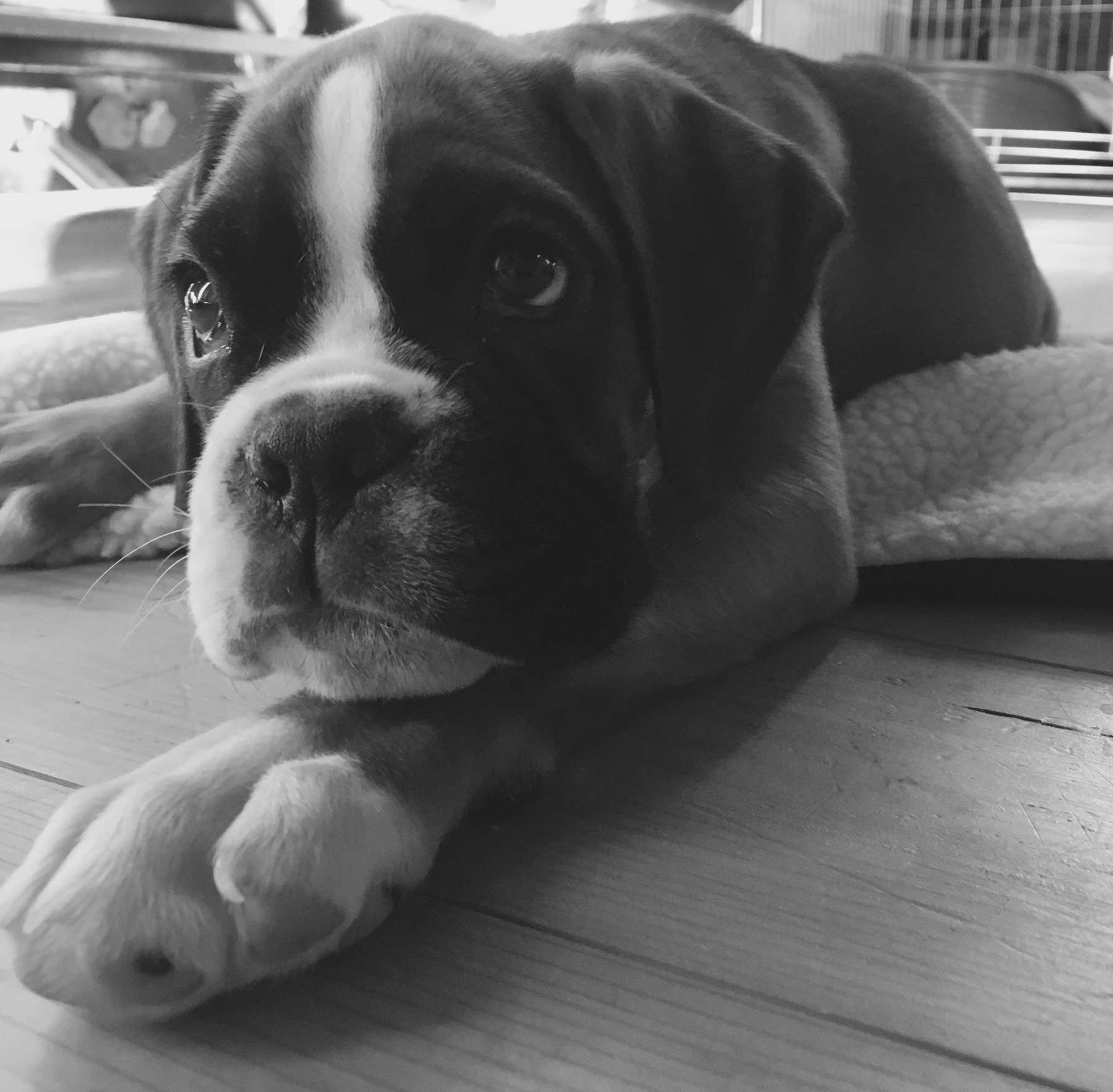 Gigi as a puppy in black and white