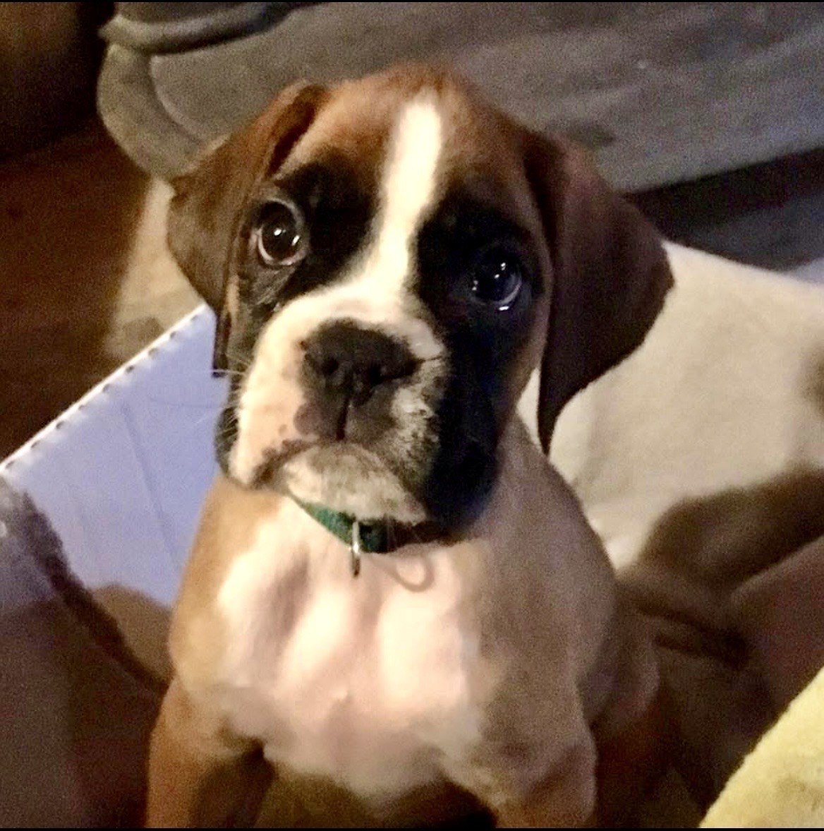 Gigi as a puppy